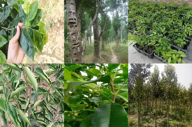 那有沉香树苗卖1683245972048 那有沉香树苗卖1683245972048