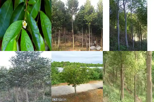 那有沉香树苗卖1683245972095 那有沉香树苗卖1683245972095