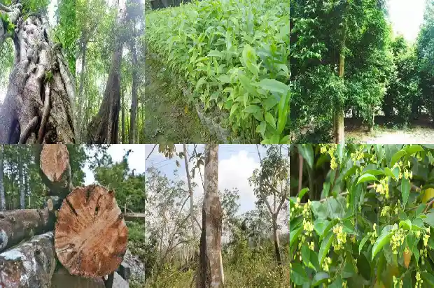 沉香苗品种1683246057392 沉香苗品种1683246057392