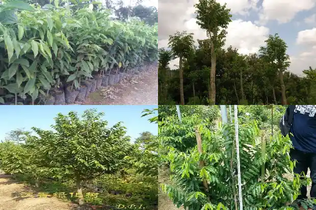 真正老奇楠沉香的真实价格1690157417596 真正老奇楠沉香的真实价格1690157417596