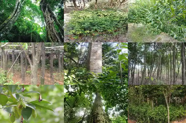 沉香苗品种1683246057488 沉香苗品种1683246057488