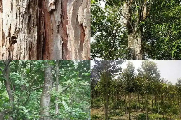 沉香树苗种子1683246141992 沉香树苗种子1683246141992