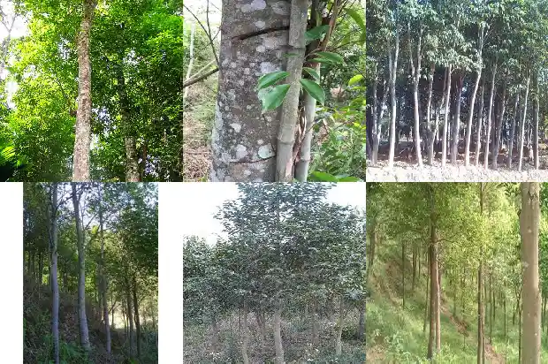 沉香把玩1689575993075 沉香把玩1689575993075