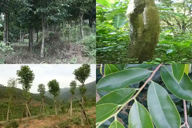 树苗沉香1683246224639