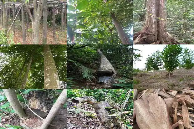 树苗沉香1683246224686