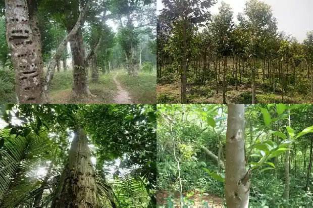 树苗沉香1683246224734