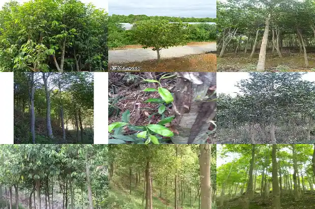 树苗沉香1683246224782