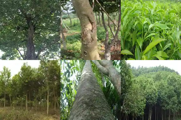 富森红土沉香国家价格1692922204290 富森红土沉香国家价格1692922204290