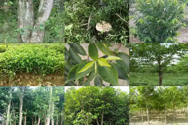 沉香苗种几年才有价值1683246310749 沉香苗种几年才有价值1683246310749