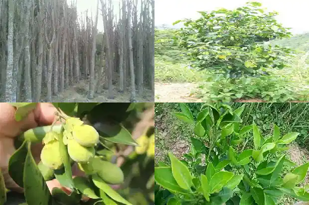 沉香苗种几年才有价值1683246310795 沉香苗种几年才有价值1683246310795