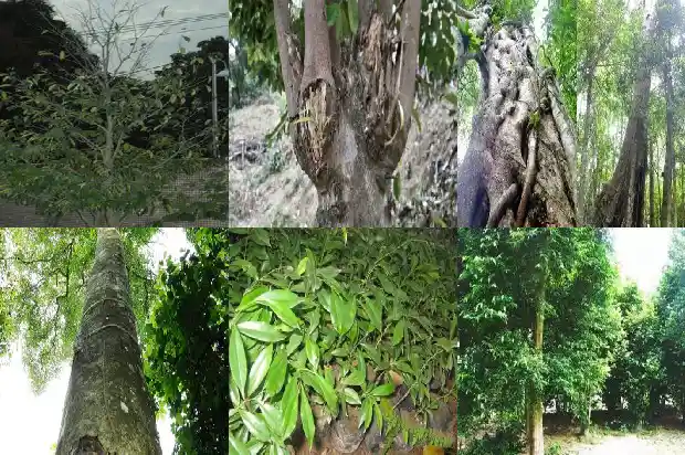 白沉香树苗1683331745734 白沉香树苗1683331745734