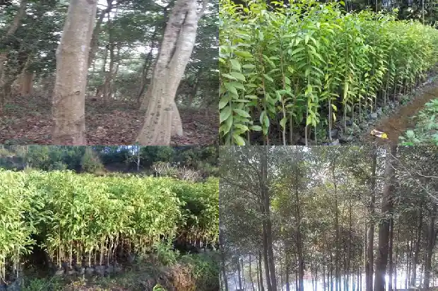 白沉香树苗1683331745782 白沉香树苗1683331745782