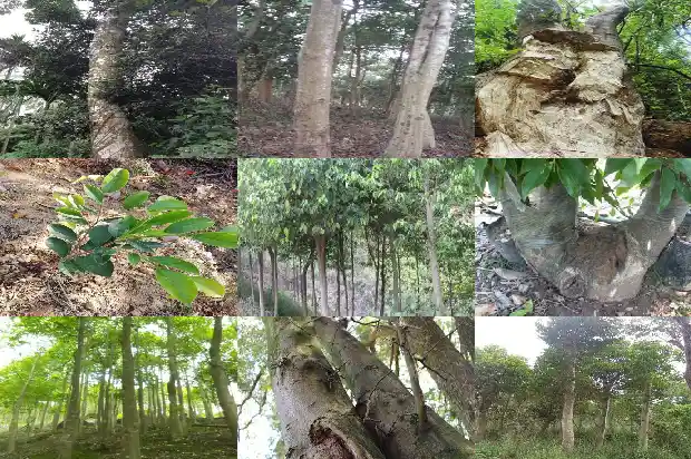 白沉香树苗1683331745878 白沉香树苗1683331745878