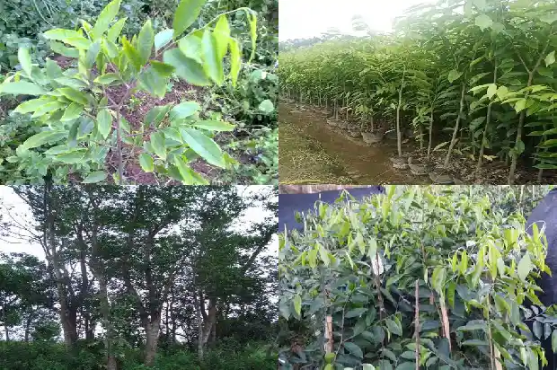 沉香苗木要几年才可以成材1683331967955 沉香苗木要几年才可以成材1683331967955