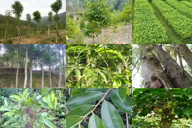 沉香基地1683332179970 沉香基地1683332179970