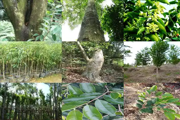 越南芽庄奇楠沉香价格1692663001385 越南芽庄奇楠沉香价格1692663001385