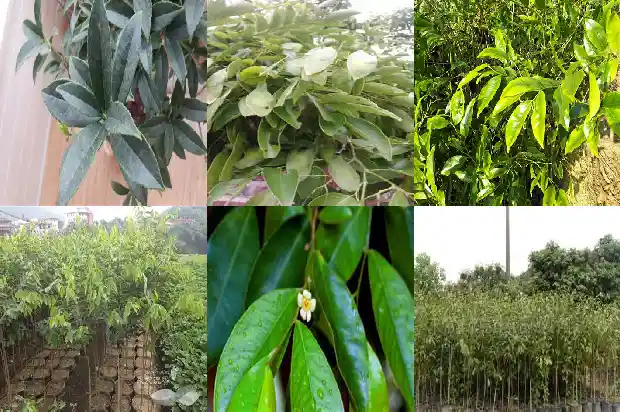 沉香树假植苗1697069386731 沉香树假植苗1697069386731