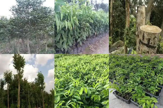 最好的沉香苗1683332611525 最好的沉香苗1683332611525