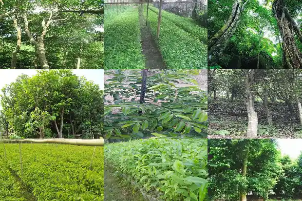 沉香纯天然1688344085316 沉香纯天然1688344085316