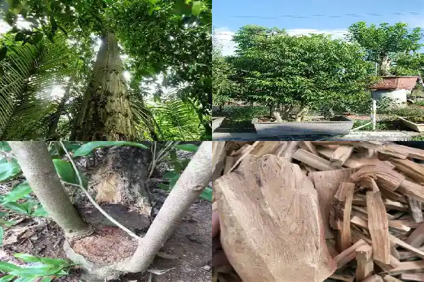 最好的沉香苗1683332611621 最好的沉香苗1683332611621