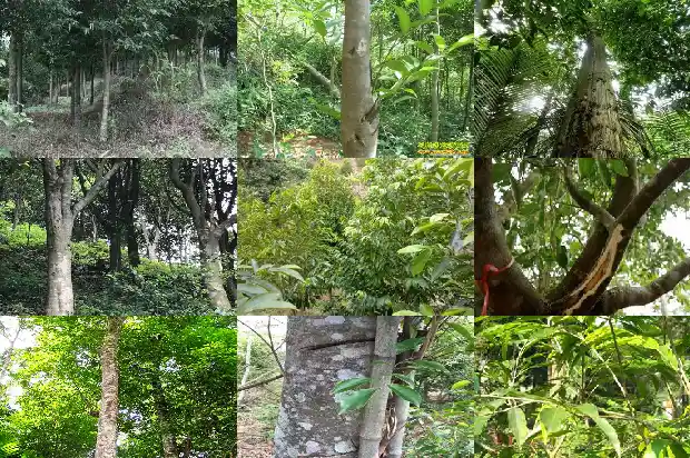 沉香好1688516593905 沉香好1688516593905