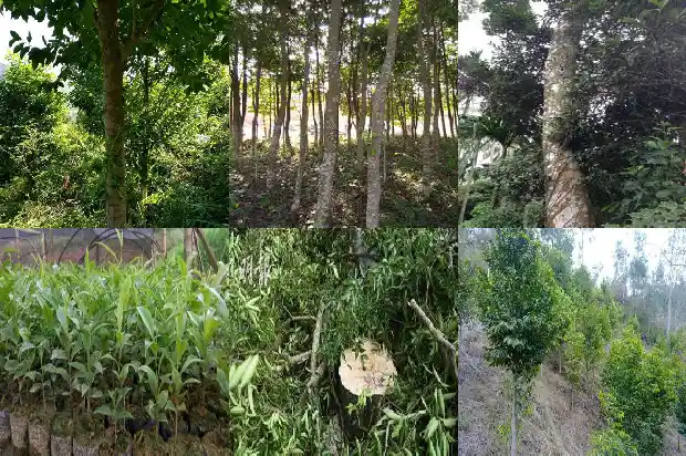 沉香种苗市场1683332828714 沉香种苗市场1683332828714