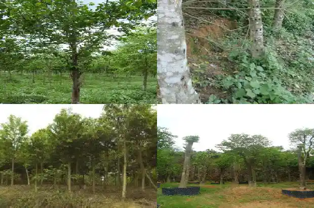 沉香拿货1683418346464 沉香拿货1683418346464