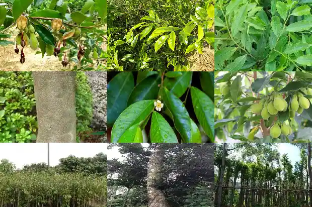 奇楠沉香村苗1683418540806 奇楠沉香村苗1683418540806