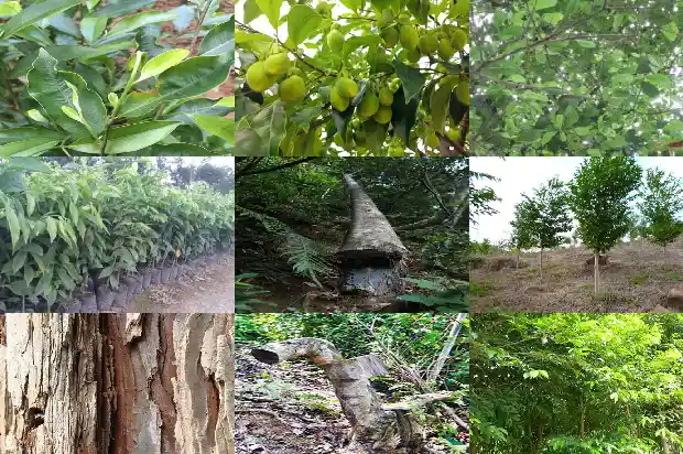 奇楠沉香村苗1683418540854 奇楠沉香村苗1683418540854