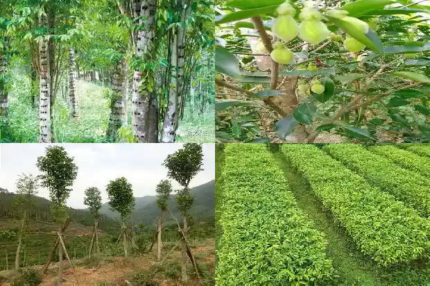 奇楠沉香村苗1683418540902 奇楠沉香村苗1683418540902