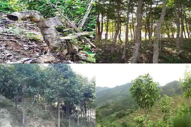 奇楠沉香接苗1683418630142 奇楠沉香接苗1683418630142