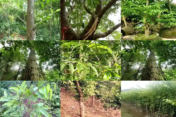 奇楠沉香接苗1683418630190 奇楠沉香接苗1683418630190