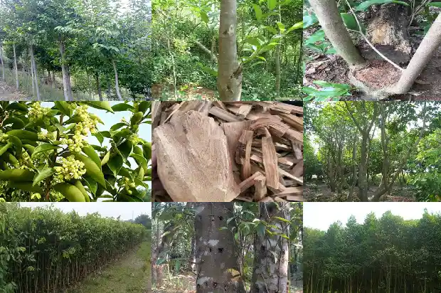 奇楠沉香接苗1683418630238 奇楠沉香接苗1683418630238