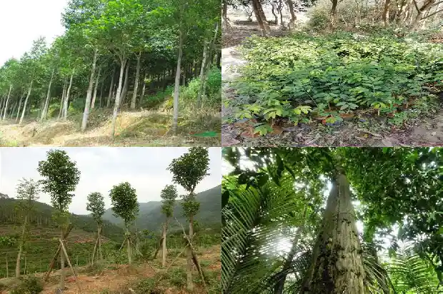 沉香大杯苗1683418853555 沉香大杯苗1683418853555