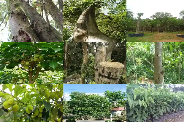 沉香大杯苗1683418853602 沉香大杯苗1683418853602