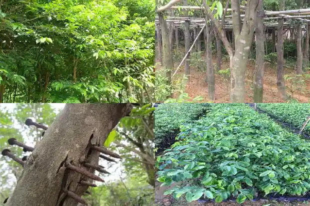 沉香大杯苗1683418853649 沉香大杯苗1683418853649