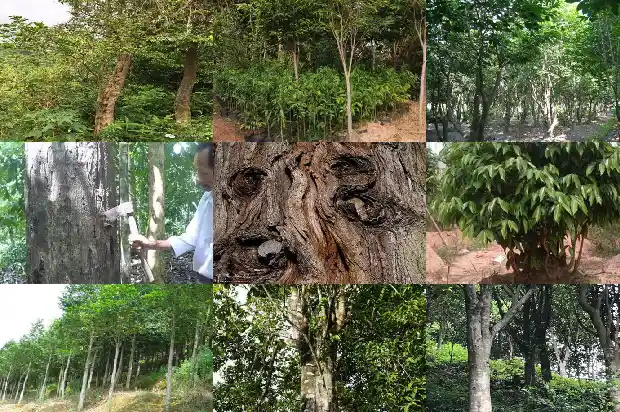 沉香供货1683418949438 沉香供货1683418949438