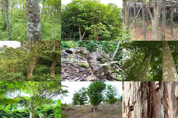 沉香供货1683418949534 沉香供货1683418949534