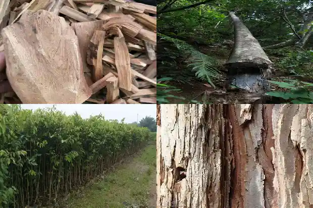 沉香批发1683419060869 沉香批发1683419060869