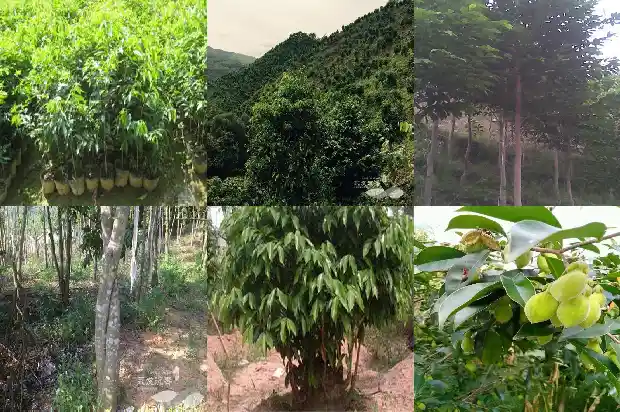 沉香批发1683419060917 沉香批发1683419060917