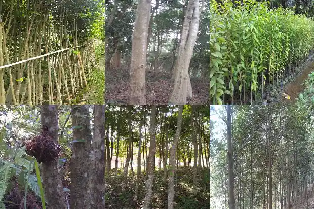 沉香11683419152694 沉香11683419152694