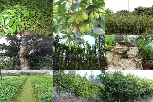 沉香树可以在北方种植吗1694218177942 沉香树可以在北方种植吗1694218177942