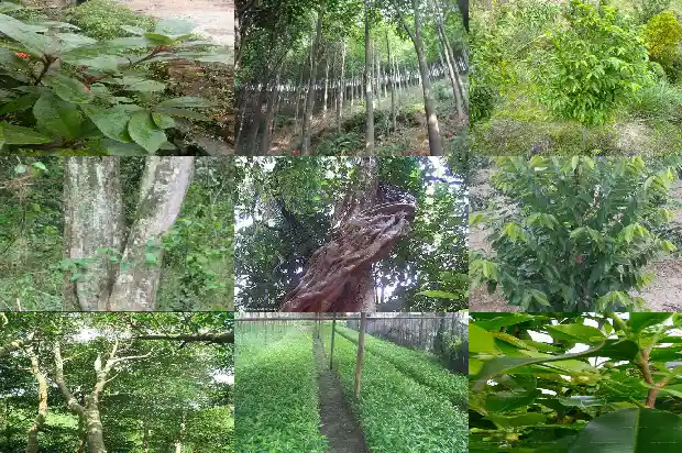 沉香树苗几年成材1683504572593 沉香树苗几年成材1683504572593
