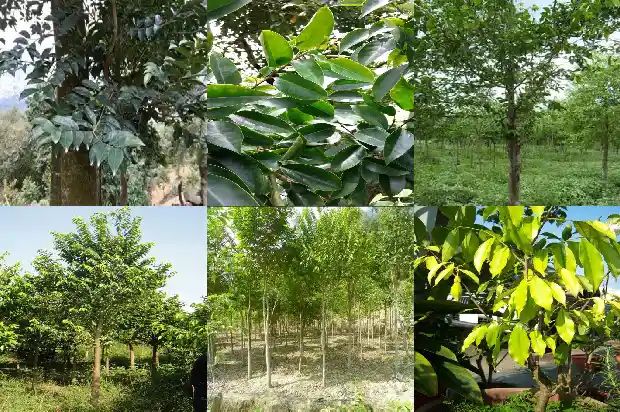 白沉香苗1696982991084 白沉香苗1696982991084