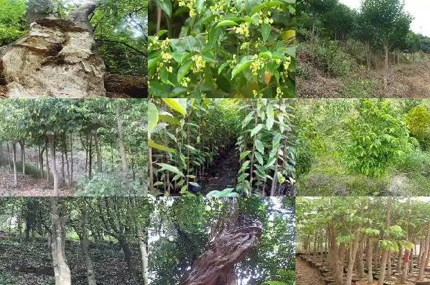 沉香苗基地1683504749333 沉香苗基地1683504749333