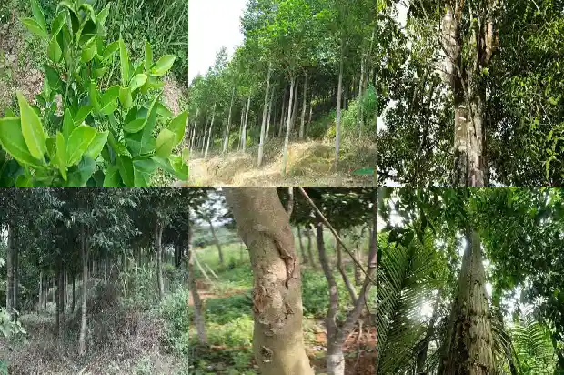 沉香真实价格1693181408032 沉香真实价格1693181408032
