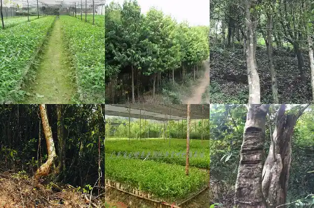 沉香供香1683504944732 沉香供香1683504944732