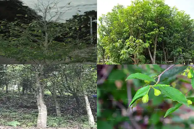 专卖沉香1683505034977