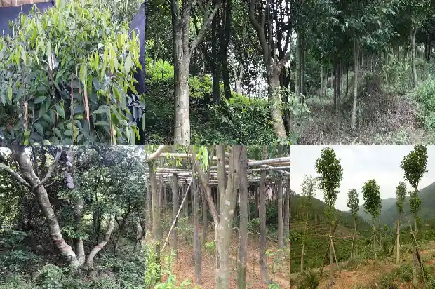 奇楠沉香的种植1683505121298 奇楠沉香的种植1683505121298