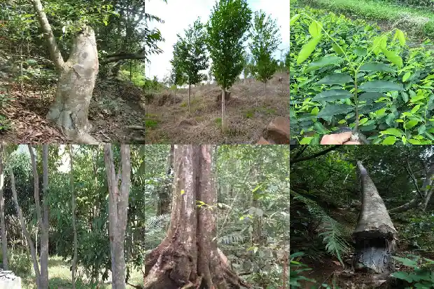 便宜的沉香1683505216643 便宜的沉香1683505216643